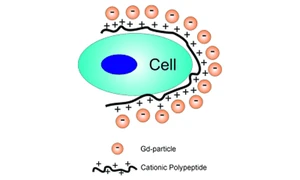 Scheme representing negative Gd-containing particles electrostatically bonded to cationic polypeptide chains sorrounding a cell