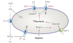 Scheme representing some of the methabolism involved in tumor acidosis