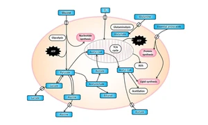 Scheme representing tumor metabolism