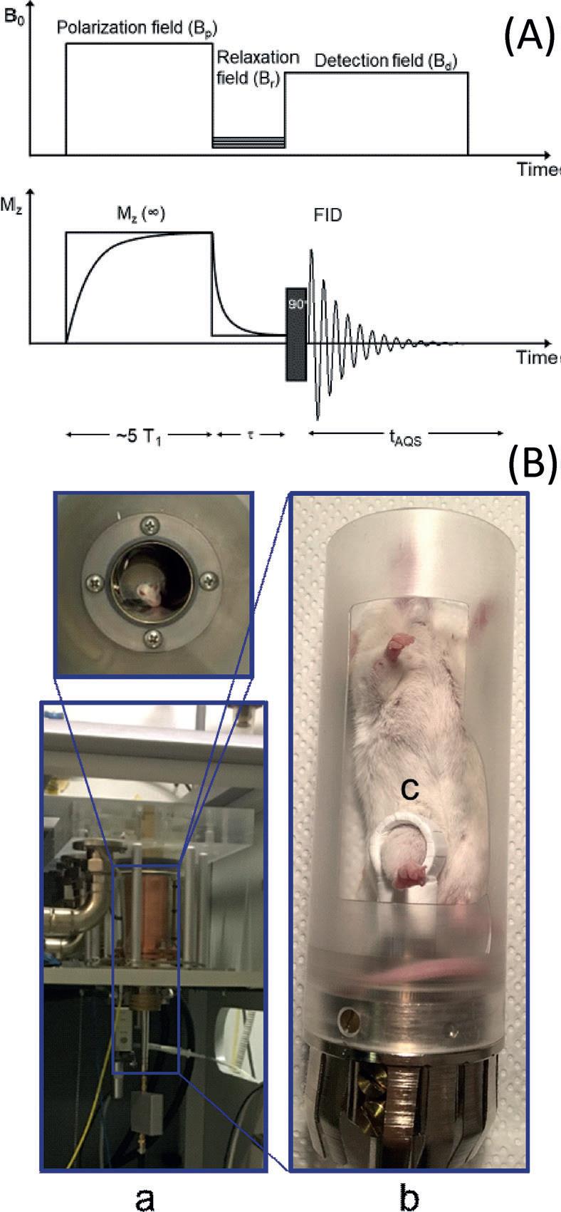 The FFC experiment and FFC‐NMR relaxometer