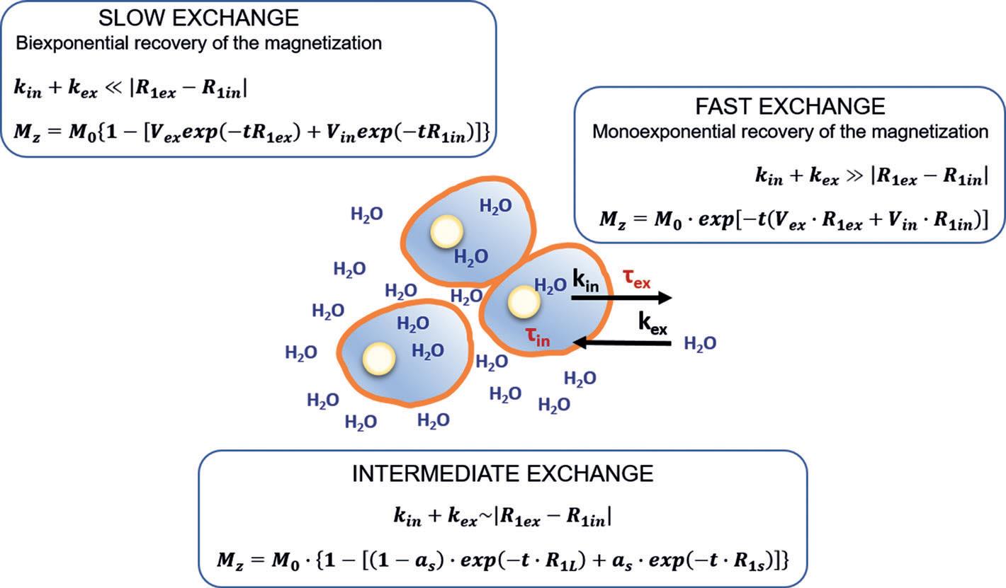 The Mz value and the water exchange regime