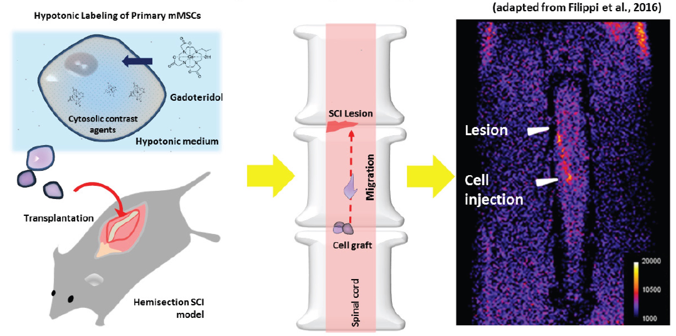 Development of cellular imaging procedures